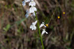 Florida lobelia